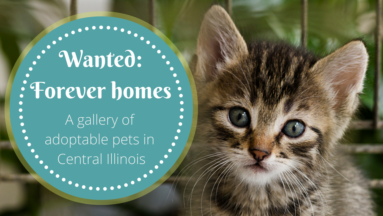 Looking fro a furry friend? A gallery of adoptable pets in Central Illinois